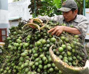 Tận thu cau non, tiểu thương ôm "quả đắng" vì thương lái Trung Quốc