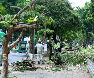 Hàng bằng lăng trên đường Kim Mã bị cắt tỉa để di dời