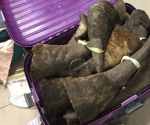 Truy tìm thanh niên mang hơn 2,6kg sừng tê giác qua cửa khẩu Sân bay Tân Sơn Nhất