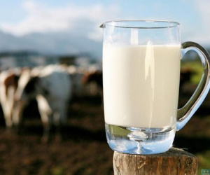 Bác sĩ nổi tiếng Nhật Bản: Uống quá nhiều sữa bò mới dẫn đến bệnh loãng xương
