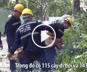 Video: Đốn hạ loạt cây xanh để làm cầu nối trung tâm Sài Gòn với quận 2