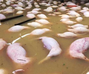 Thanh Hóa: 4.000 con lợn chết chìm, chưa thể tiêu hủy