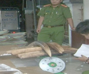 Chiến sĩ biên phòng tham gia vận chuyển lậu gần 1,5 tấn ngà voi
