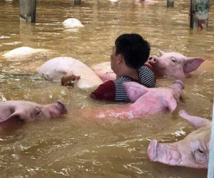 "Thấy đàn lợn gần 6.000 con đuối dần trong nước lũ nhưng tôi bất lực"