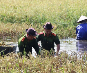 Công an ngâm mình dưới nước thu hoạch lúa giúp dân