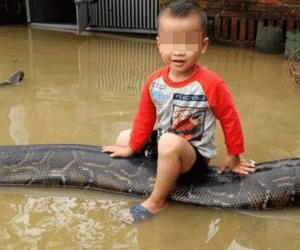 Clip bé trai cưỡi trăn khủng giữa nước ngập: Bất ngờ thông tin từ chủ nhân con trăn