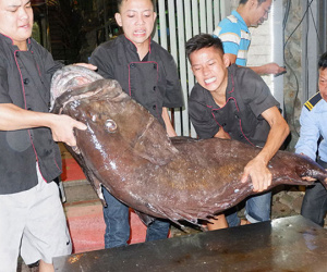 “Thủy quái” nặng hơn 1 tạ được đưa từ vịnh Thái Lan về Hà Nội