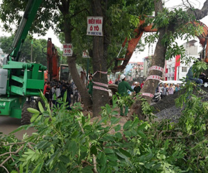 Hà Nội di chuyển, chặt hạ cây xanh trên đường vành đai 3