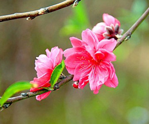 Tết Nguyên Đán: Đã chốt đề xuất cuối cùng về lịch nghỉ Tết Mậu Tuất