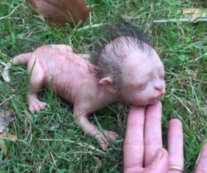Xôn xao “sinh vật” như mèo có đầu giống người ở Malaysia