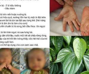 Chuyên gia cảnh báo việc các mẹ rủ nhau dùng lá trầu không đắp lên ngực thông đờm cho trẻ