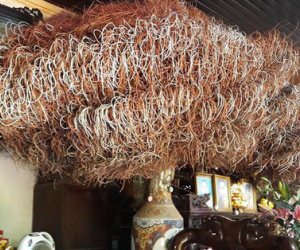 Dân mạng trầm trồ kinh ngạc với bát hương đầy ụ chân nhang, cao đụng nóc nhà như cây đại thụ của một gia đình tại Phú Thọ