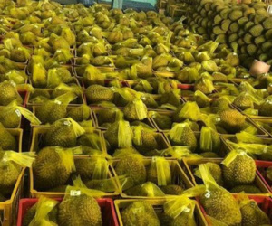 Sầu riêng Việt Nam 'bơi' sang Mỹ, giá 185.000 đồng/kg