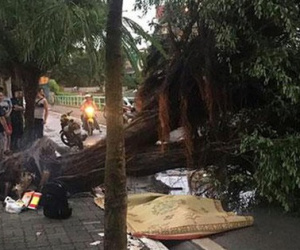 Cây bật gốc đè chết người trong mưa giông: 'Phải loại bỏ những cây quá già chứ không thể giữ vĩnh cửu'