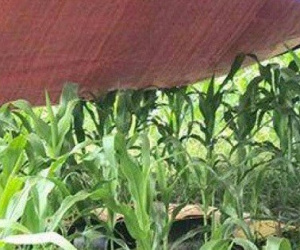 Hé lộ nguyên nhân người phụ nữ tử vong bất thường giữa cánh đồng ngô ở Hòa Bình