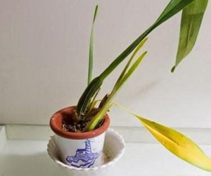 5 loại cây phong thủy nhà giàu không muốn trồng, đẹp mấy cũng không rước vào nhà