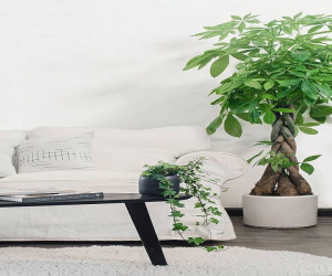 Tuổi Thân hợp cây gì để vừa đẹp lại vừa rước nhiều lộc vào nhà?