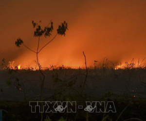 Indonesia: Bùng phát cháy rừng tại các đồn điền thuộc sở hữu của công ty Malaysia