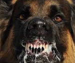 Sau một năm bị chó cắn, người đàn ông tử vong thương tâm