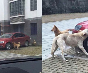 Đá con chó hoang để giữ chỗ đỗ xe, người đàn ông bị 'trả thù' theo cách không ngờ
