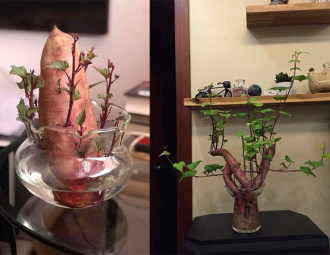 Trồng Khoai Lang Cảnh đam Me Bonsai Nhưng Kinh Tế Eo Hẹp Co Nang