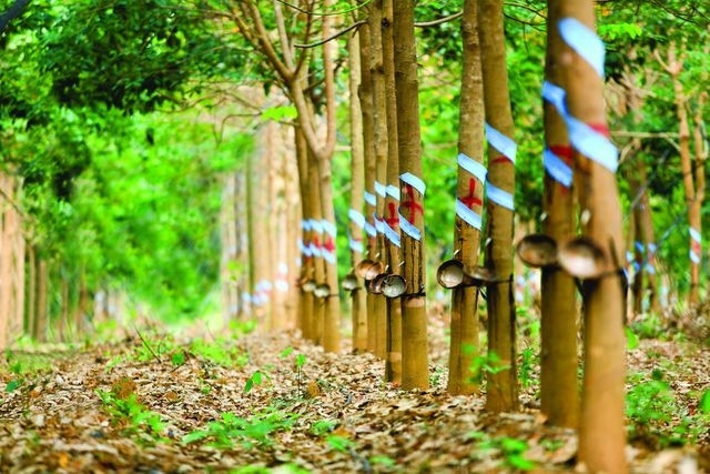 Ảnh bìa bài viết 649113