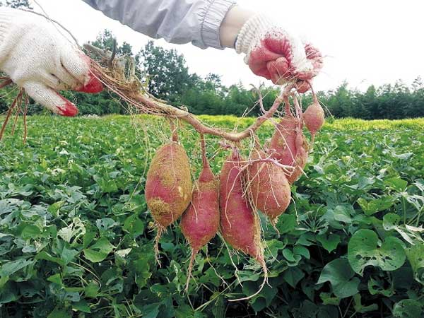 Ảnh bìa bài viết 653028