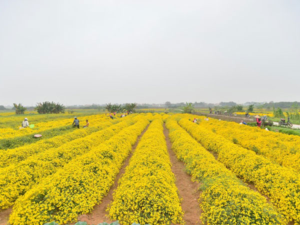 Ảnh bìa bài viết 659795