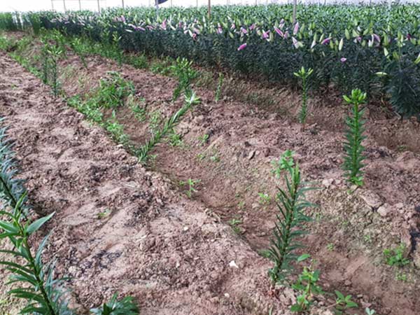 Ảnh bìa bài viết 662523