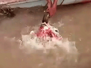 Ảnh bìa bài viết 685234