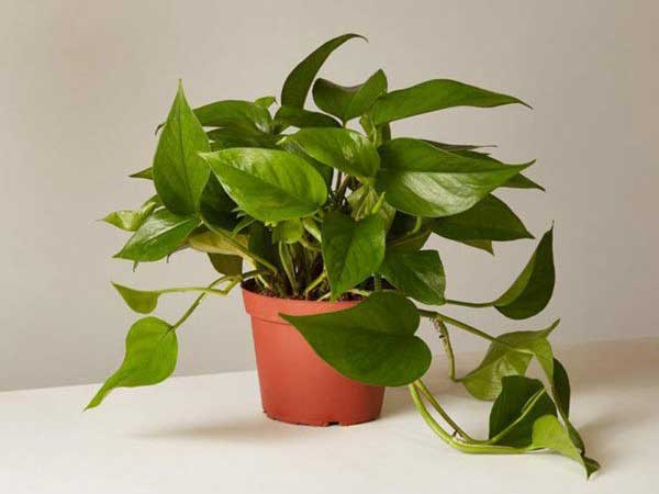 Ảnh bìa bài viết 690042