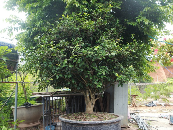 Ảnh bìa bài viết 707803