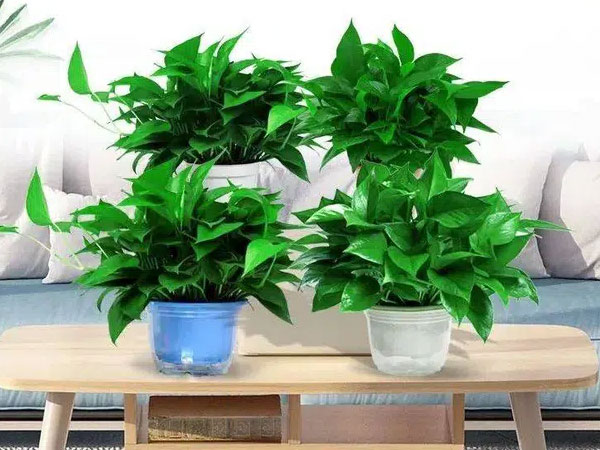 Ảnh bìa bài viết 731982