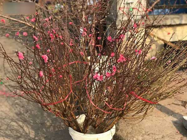Ảnh bìa bài viết 733984