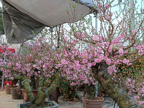 Ảnh bìa bài viết 736311