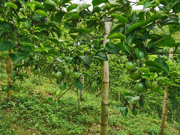 Ảnh bìa bài viết 738593