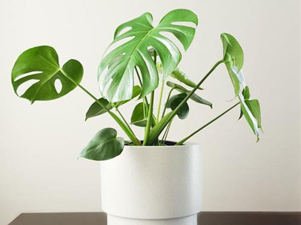 Ảnh bìa bài viết 766725