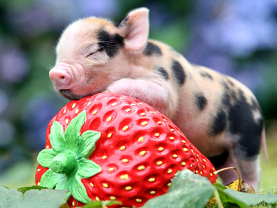 Ảnh bìa bài viết 795208