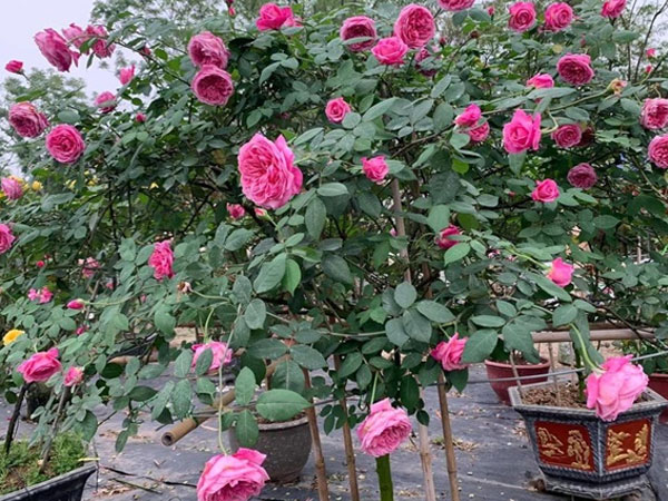 Ảnh bìa bài viết 808183