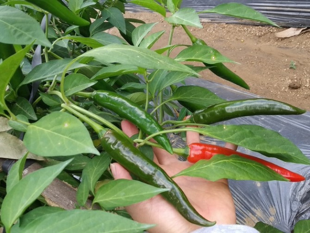 Ảnh bìa bài viết 844341