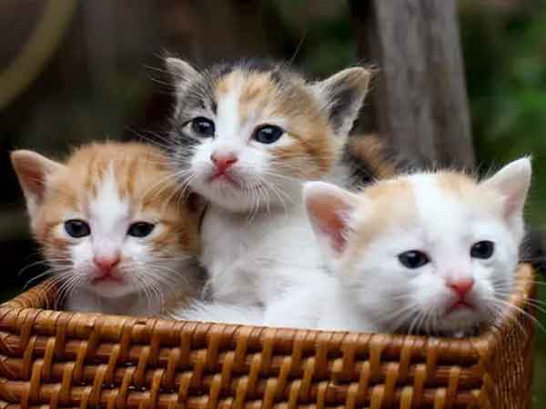 Ảnh bìa bài viết 854885