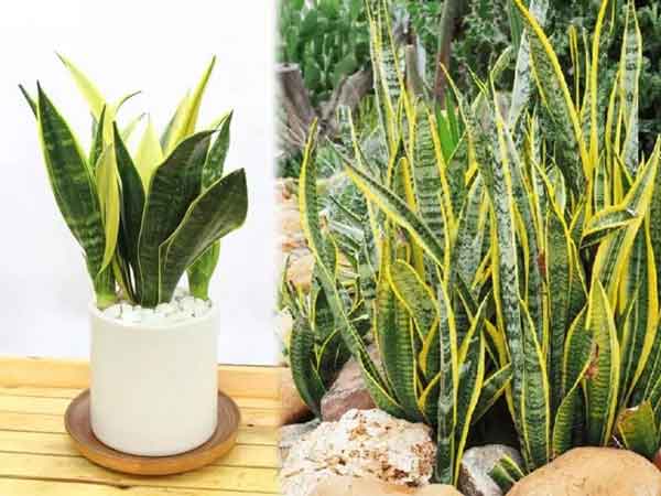 Ảnh bìa bài viết 857299