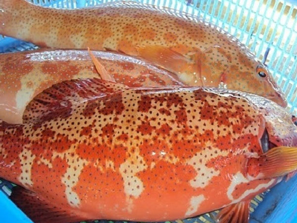 Ảnh bìa bài viết 862656
