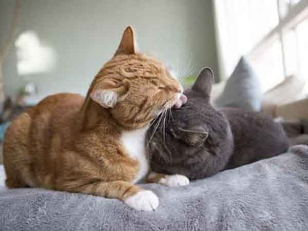 Ảnh bìa bài viết 876603