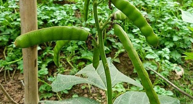 Ảnh bìa bài viết 908651