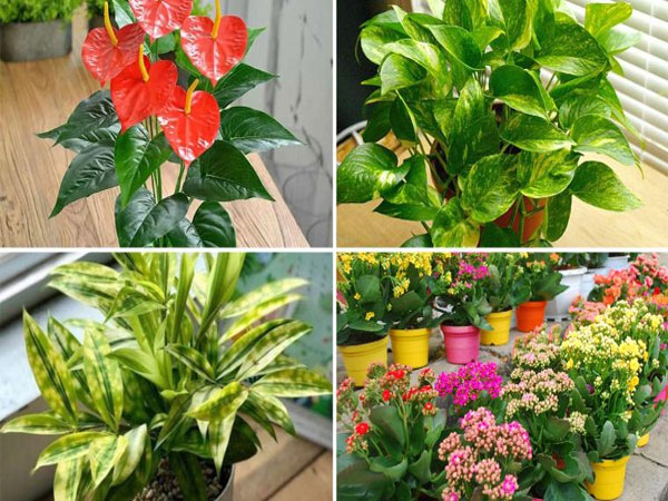 Ảnh bìa bài viết 918455