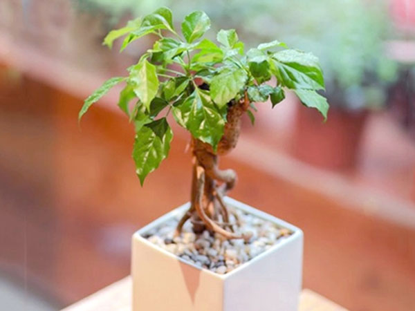 Ảnh bìa bài viết 918734