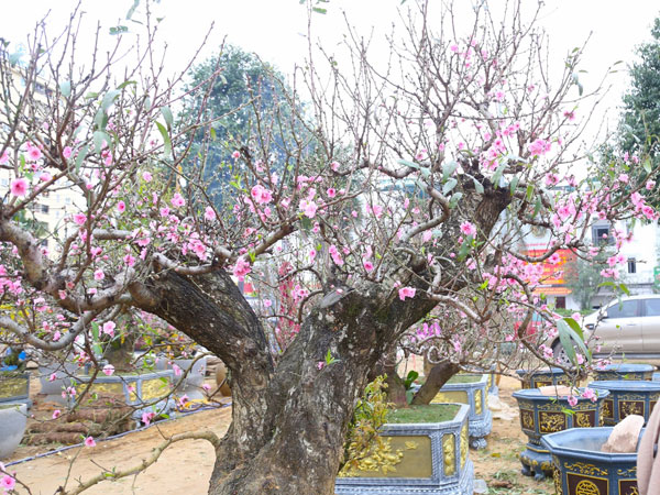 Ảnh bìa bài viết 918698