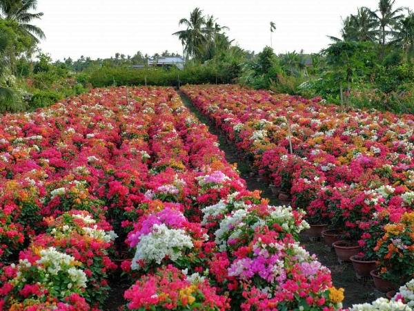 Ảnh bìa bài viết 918947