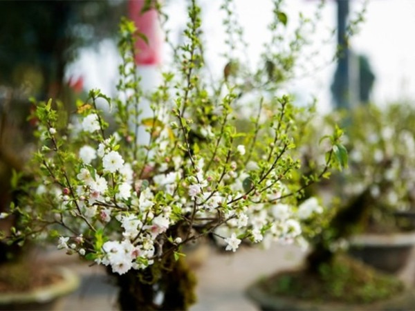 Ảnh bìa bài viết 920431